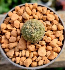 Pseudolithos Migiurtinus |