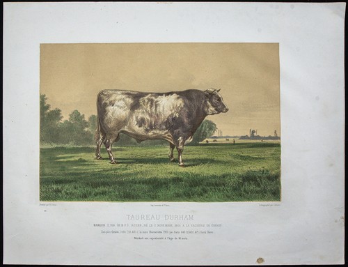 1873 durham bull - bull, (shorthorn)