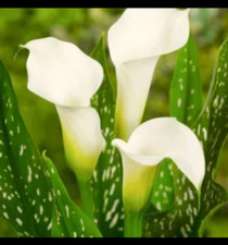 1x Small spotted Arum Lily
