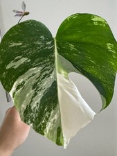 Monstera Albo Variegated