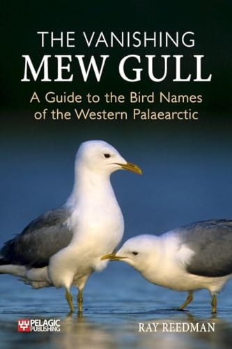 The vanishing mew gull - the, a