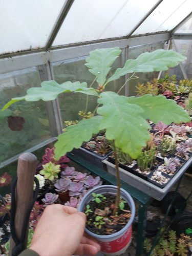 English oak seedling - english,