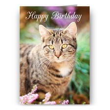 Tortoiseshell Cat Birthday