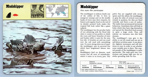 Mudskipper bony fish - -,