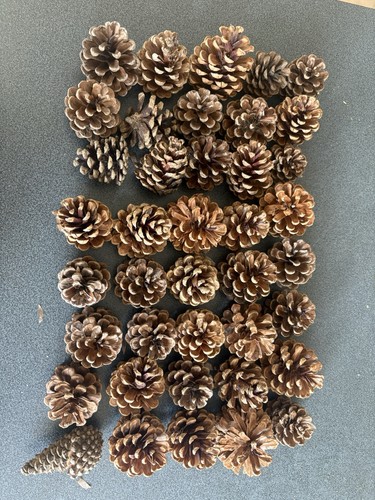 X40 natural pine cones - x40,