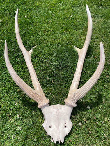 Large vintage deer - stag, antler