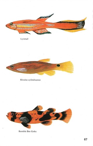 Vintage exotic fish print