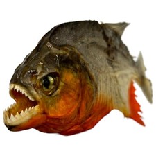 Real taxidermy mini red - real,