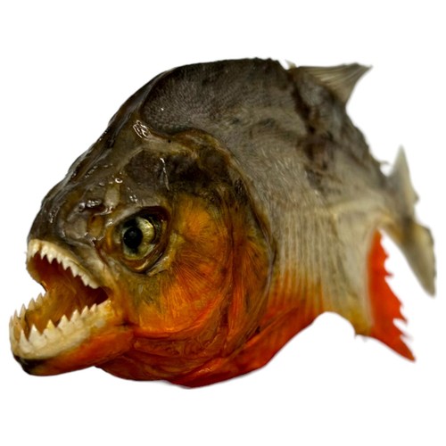 Real taxidermy mini red - real,