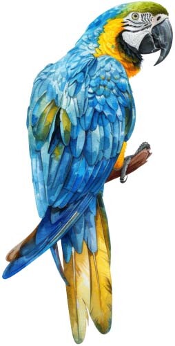 Colour blue gold - blue, macaw