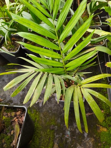 Ptychosperma macarthurii 11 - macarthurii,