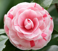 Camellia Japonica Bonomiana XXL Large 3Lt Pot Flowering Evergreen Shrub