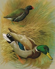 Moorhen Mallard Duck Bird