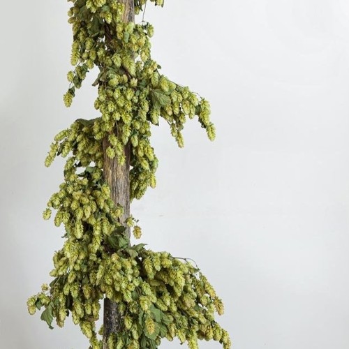 Dried hop bines direct from - dried,