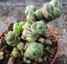 CRASSULA TERES - interesting