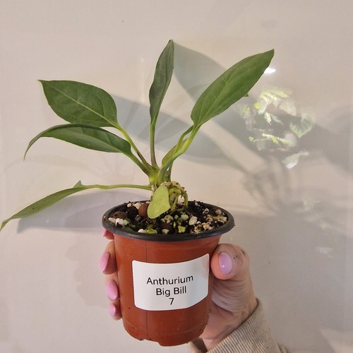 Anthurium big bill - big,