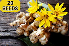 20 JERUSALEM ARTICHOKE