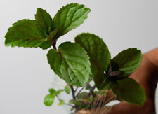 MINT-Chocolate Mint(Mentha×piperita f. citrata ‘Chocolate’) 2 Bare Rooted Plants