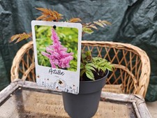 Astilbe in Pink Or White Bog