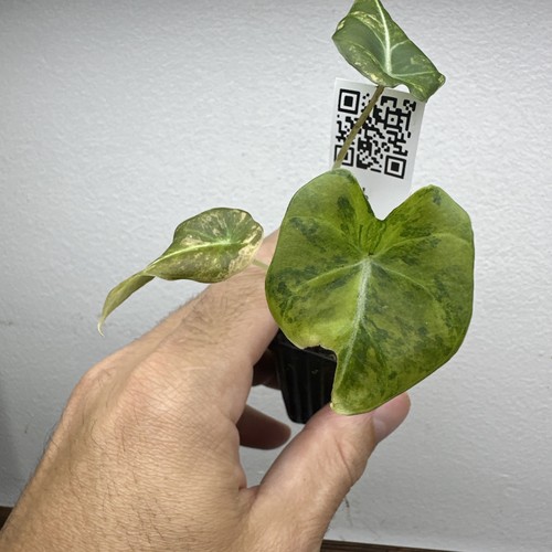 Alocasia black velvet gold - black,
