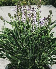 Hosta praying hands 9cm pot - hands',