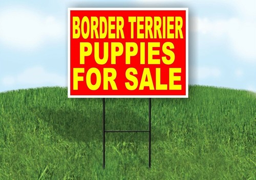 Border terrier puppies - terrier,