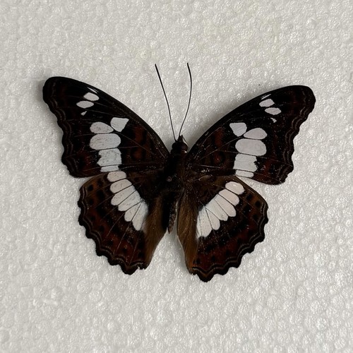 Entomology moduza procris - entomology,