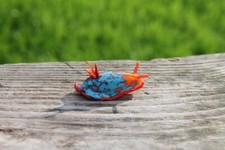 Nudibranch - Sea Slug glass