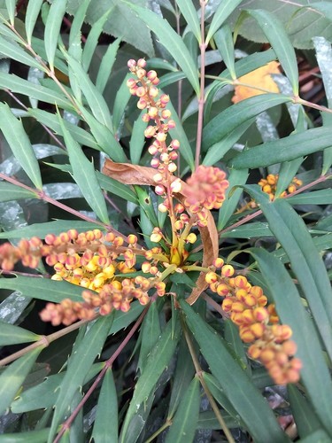 Mahonia soft caress volcano - xl,