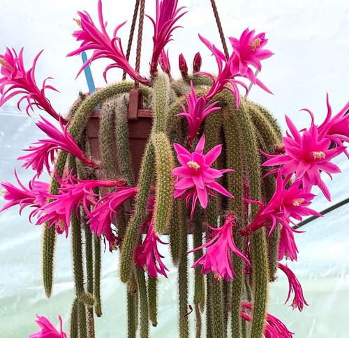Aporocactus flagelliformis
