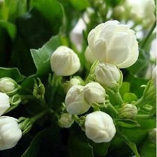 Beautiful White Jasmine Flower