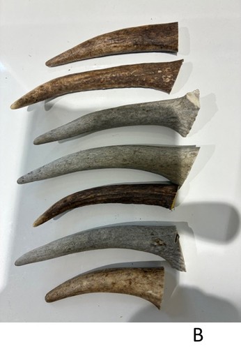 Fallow deer antlers - fallow,