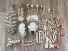 Skull Bone Bundle Birds Deer