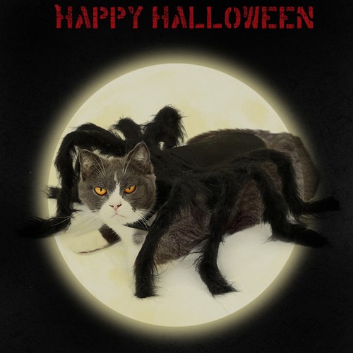 Halloween pet spider - pet,