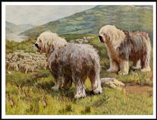 OLD ENGLISH SHEEPDOG LOVELY