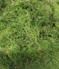 Java Moss 100g, Carpeting Live Aquarium Plants  Tropical Fish Tank for Shrimp UK