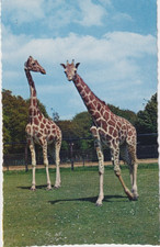 Postcard Giraffes At London Zoo [ Whipsnade ] My Ref QP