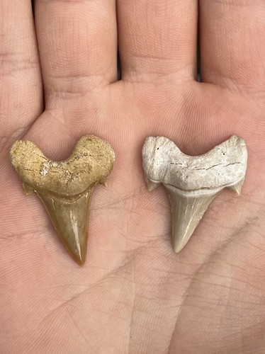 Sharks tooth fossils - tooth, |