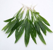 Echinodorus Amazonicus Amazon