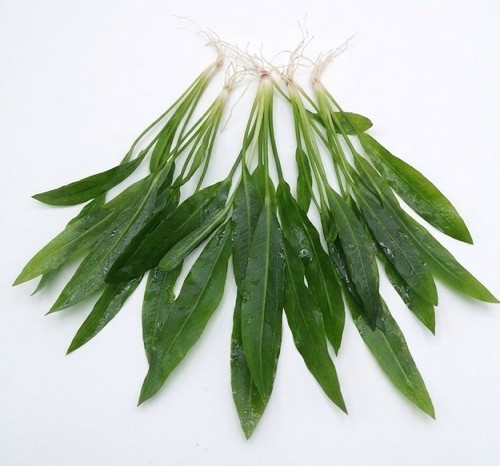 Echinodorus amazonicus amazon - echinodorus,