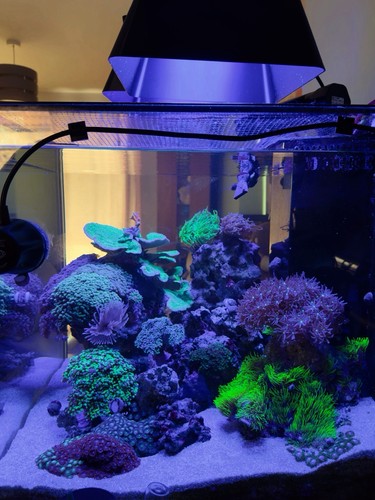 Marine aquarium rock - marine,