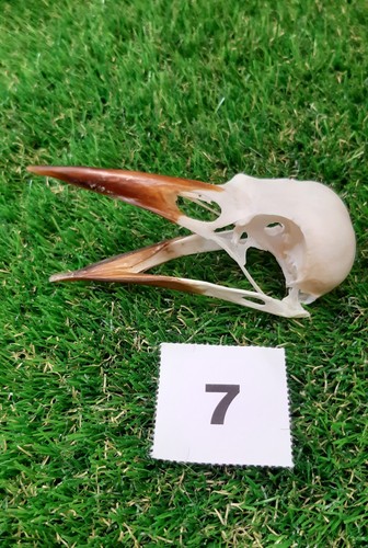 British rook skull - rook,