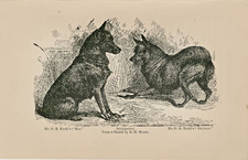 OLD ANTIQUE 1895 NAMED SCHIPPERKE DOGS RARE DOG ENGRAVING PRINT