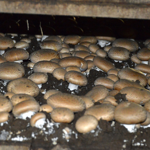Portobello mushroom agaricus - portobello, (agaricus