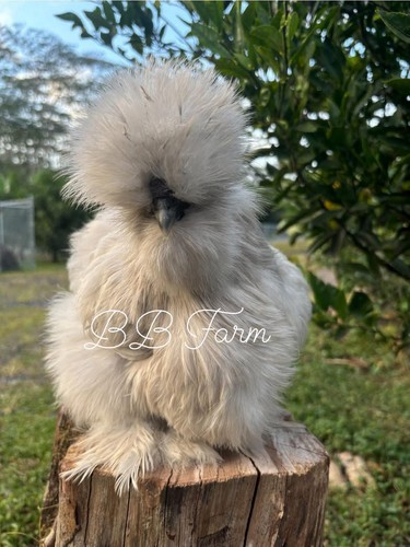 Silkie satin frizzle - silkie,,