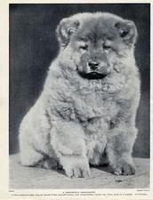 CHOW CHOW CUTE PUPPY LOVELY ORIGINAL DOG PRINT PAGE FROM 1934