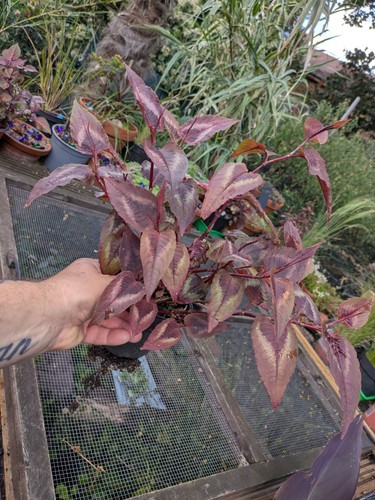Persicaria microcephala - persicaria,