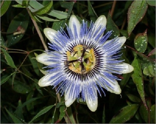 Passiflora caerulea 9cm pot - caerulea,