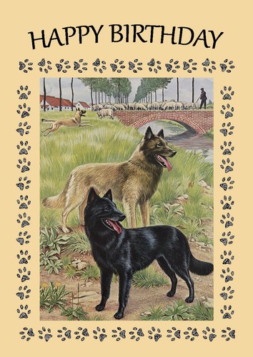 Belgian shepherd dog birthday - dog,