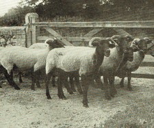 Norfolk Horned Sheep 1953